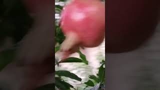 Sweet pomegranate fruit homegarden birds healthylifestyle [upl. by Lacefield874]