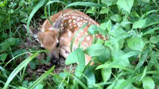 My Baby deer in my yard when I was cutting my lawn [upl. by Gregor]