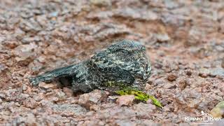 Nyctidromus nigrescensBacuraudelajeadoBlackish Nightjar [upl. by Ebba473]