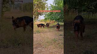 Long coat german shepherd runing 🥵😛  German shepherd training pets animal [upl. by Naujej]