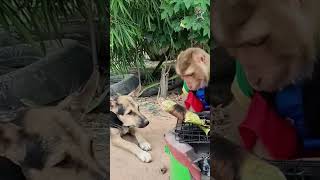 Monkey vs Dog Whos the Boss of Cuteness 🐒🐕 The Answer Is Up to You part 1 [upl. by Rosner]