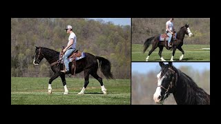 Black Sabino Kentucky Mountain Horse Gaited Trail Gelding [upl. by Aarika712]