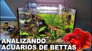 🕵️ Acuarios de Suscriptores Nº17  Especial Acuarios de Bettas 🐠 [upl. by Arie819]