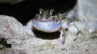 Vocalização de Leptodactylus troglodytes [upl. by Nnylacissej]