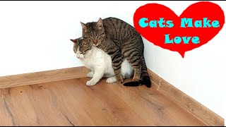 Cats Make LOVE  Cats Mating Like Crazy [upl. by Thinia461]