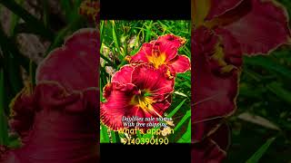 daylilies sale daylilies on sale garden hemerocallis [upl. by Konikow]