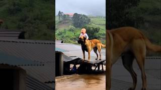 Flood Scene Pitying Dog And Baby shortvideo [upl. by Catlaina959]