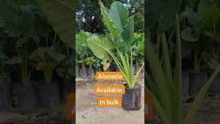 Alocasia  Elephant Ear  plantsAvailable in bulkGood quality plants [upl. by Cicily]