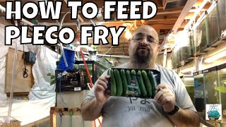 HOW TO FEED PLECO FRY AND MAKE YOUR PLECO FRY GROW FAST [upl. by Eunice571]