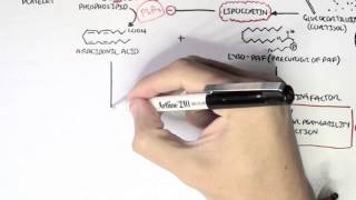 Part I  Aracidonic Acid Metabolites [upl. by Ahtaela]