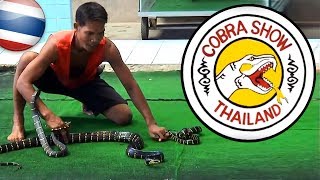 MONGOOSE VS COBRA 🐍 งูเห่า 🇹🇭 [upl. by Polash]