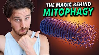 This Pathway May be the Secret to Mitochondria Health  How to Turn it ON [upl. by Ellehsal67]