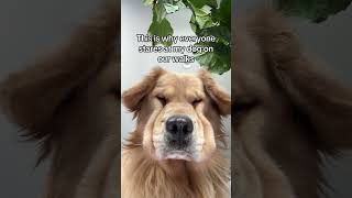 Why does everyone stare at my dog on walks goldenretrieverfun goldenretriever dogwalk [upl. by Slin]