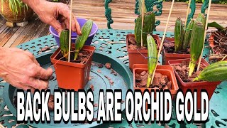 Growing Your Orchid Family Back Bulb Propagation Tips [upl. by Tyler]