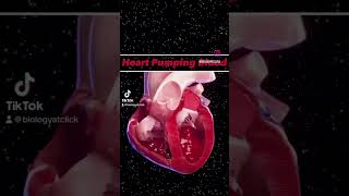 Heart pumping blood animation [upl. by Sutphin582]