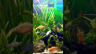 Barbs and Tetra in planted fish aquarium [upl. by Ateiluj515]