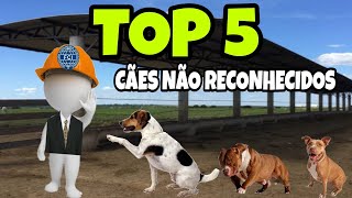 short CÃES DE ORIGEM BRASILEIRA CONSIDERADOS quotVIRALATASquot [upl. by Gunn]