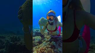 Mermaid sees a pin cushion sea star⭐️ freediver freediving underwater mermaid seastar beach [upl. by Nathanial]