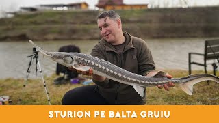 Pescuit la method feeder dupa sturion pe Balta Gruiu [upl. by Lechner]