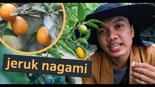 Jeruk Bisa dimakan Dengan Kulitnya  kumquat tree nagami tongheng [upl. by Roosevelt]