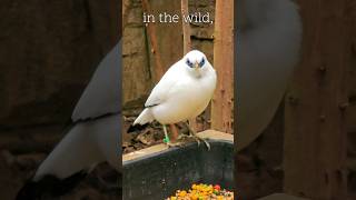 Bali Starling A Species on the Brink rarespecies endangeredspecies londonzoo outdoorswithfamily [upl. by Cantu]