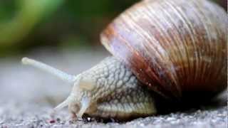 True Facts About The Land Snail [upl. by Dymphia]