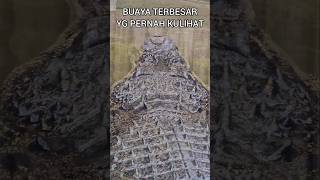 BUAYA MUARA RAKSASA TERDAMPAR🐊reptilesbuayawildlifewildanimalcarnivorezooanimalsbuayabesar [upl. by Yrokcaz]