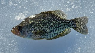 Ice Fishing With Underwater Camera For Crappie And Perch🎣🐠 [upl. by Joey]