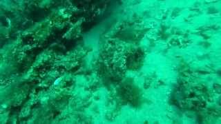 Lobster Dive Off Fort Pierce [upl. by Avirt]