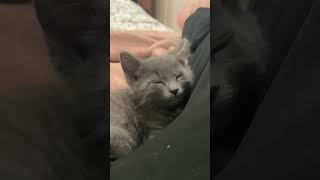 sleep music cat cute bestdancerintheworld kitten catlover babycoversong funny edit [upl. by Baniaz349]