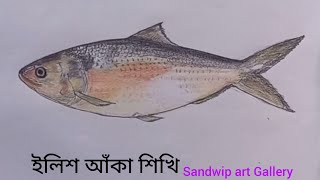 How to draw Hilsha Fish  Ilish aka  ইলিশ মাছ আঁকা শিখি [upl. by Hadik]