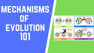 Mechanisms of Evolution 101 [upl. by Dulcinea]