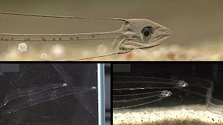 A Strange Transparent Fish  The Leptocephalus  Glass Fish  Colorless Eel Fish  Miracle of God [upl. by Nolte]