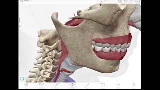 Esophagus Lec1  First Part  generalsurgery [upl. by Donni235]