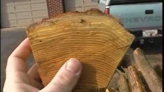 Splitting osage orange staves to make selfbows [upl. by Emerson]