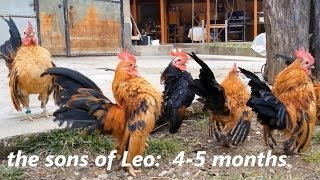 Ayam Serama Bulgaria  Malay Leo amp sons [upl. by Alexandr231]