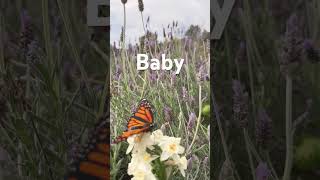 Adele  Easy On Me lyrics lyrics adele butterfly [upl. by Sirac]