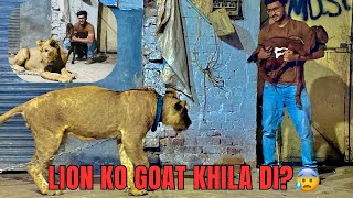 Pet Lion Ko Goat Khila DiPet GoatLion Pet Vlog [upl. by Cristal]