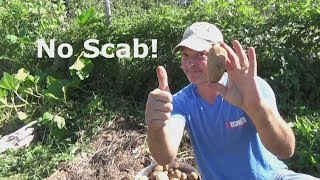 Scab Resistant Potatoes [upl. by Stormie]