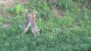 Brown hare fight [upl. by Bjorn862]