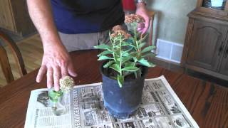 Propagating Sedum Plants [upl. by Onairotciv]