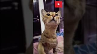 Cat meowcatanimekitten lovecatlovecatloversshortssonyakisa8viralvideosubscribeloveallahﷻ [upl. by Asiruam]