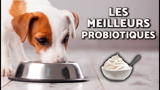 PROBIOTIQUES pour CHIENS 🐕 MEILLEURS Probiotiques 🧫 CEST QUOI et À quoi SERVENT les probiotiques [upl. by Peacock]