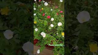 Kyaa Dil Ne Kaha flowers bollywood hindisong song [upl. by Elboa789]