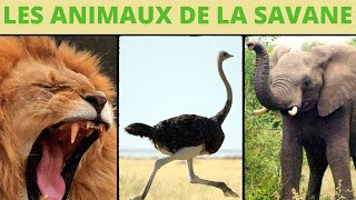 Les animaux de la savane  lallure et les cris [upl. by Enale22]