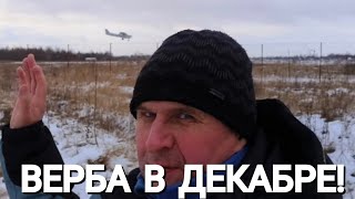 РАСПУСТИЛАСЬ ВЕРБА В ДЕКАБРЕ [upl. by Bartram]