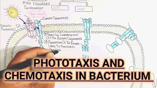 Phototaxis And Chemotaxis In Bacterium umerfarooqbiology7083 [upl. by Gayner]