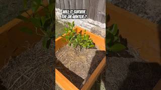 GROWING CITRUS IN THE UK  OUTDOORS KUMQUAT TREE UPDATE “11 August 2024” [upl. by Esital]