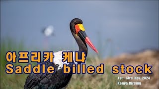 Kenya 안장부리황새 Saddle billed stork [upl. by Seymour552]