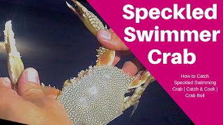 How to Catch Speckled Swimming Crab  Catch amp Cook  Crab Boil [upl. by Radburn]